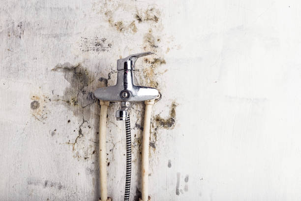 Best Local Mold Removal Service  in Sterling Heights, MI