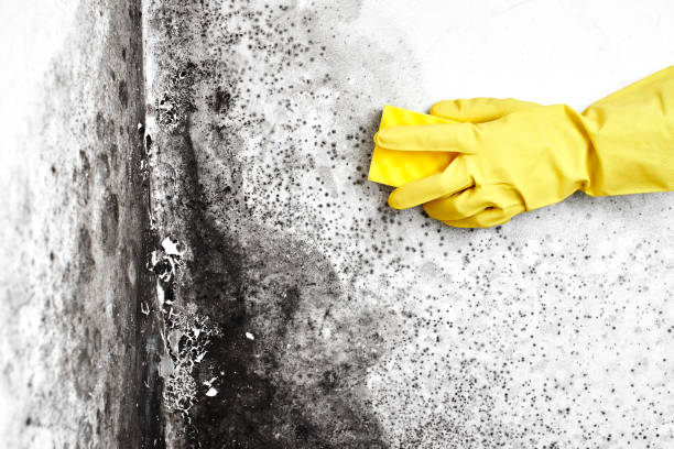 Best Mold Removal Specialists  in Sterling Heights, MI