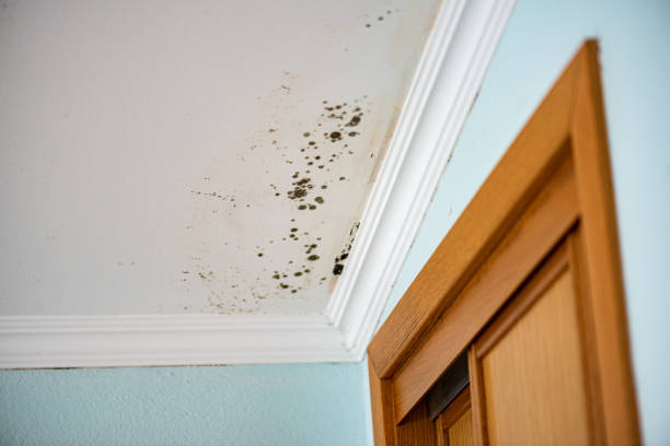 Best Mold Damage Repair  in Sterling Heights, MI