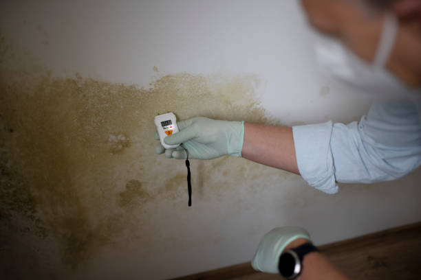 Best Mold Removal Company Near Me  in Sterling Heights, MI