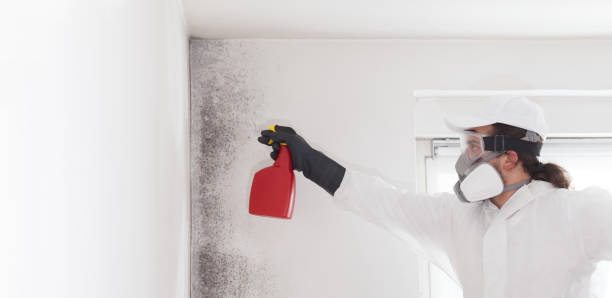 Best Mold Damage Repair  in Sterling Heights, MI