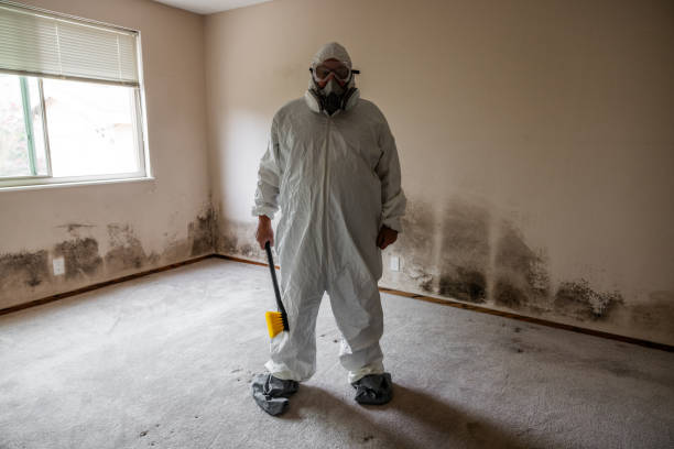 Best Black Mold Removal  in Sterling Heights, MI