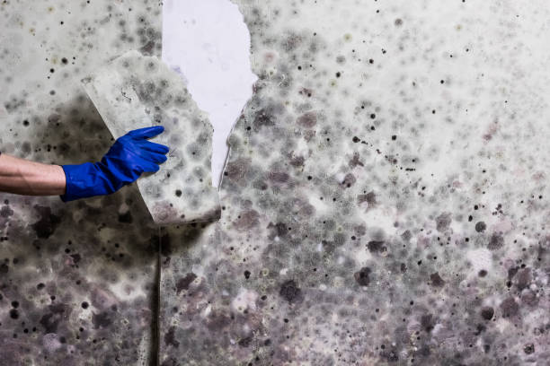Best Attic Mold Removal  in Sterling Heights, MI