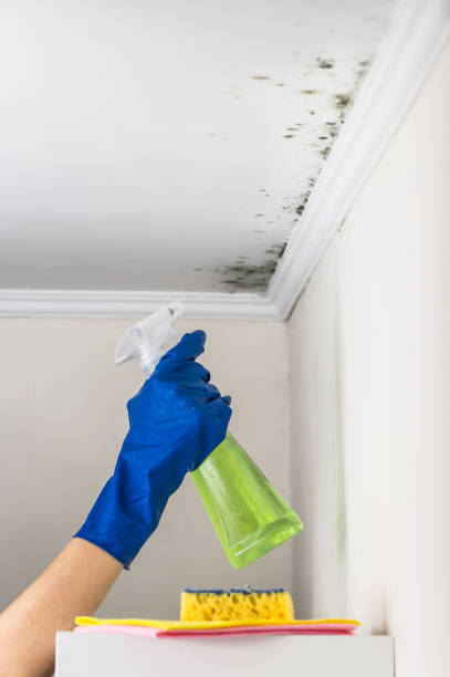 Best Mold Removal Near Me  in Sterling Heights, MI