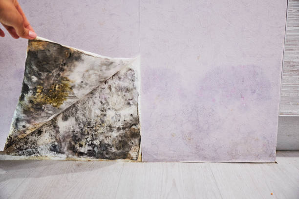 Best Mold Removal Near Me  in Sterling Heights, MI